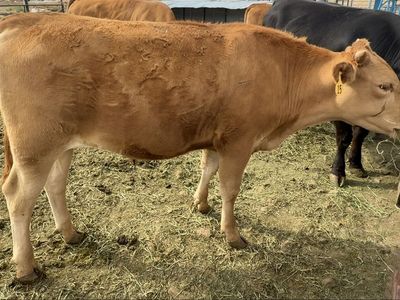 Fullblood Akaushi Wagyu Steer - 13 Months Old