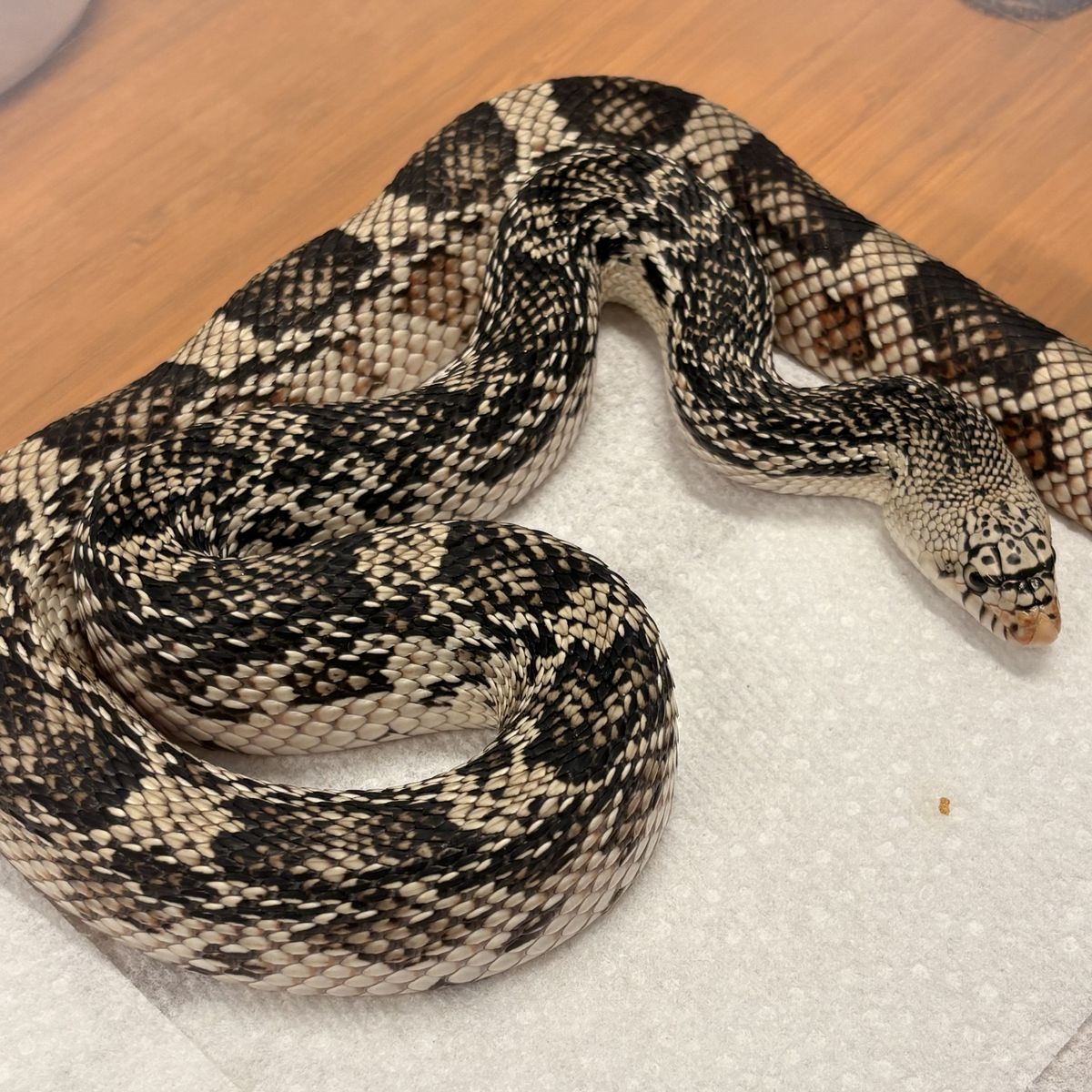 2023 Male Northern Pine Snake | Snake Discovery Bloodline | $250