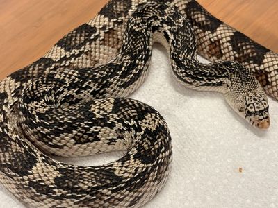 2023 Male Northern Pine Snake | Snake Discovery Bloodline | $250