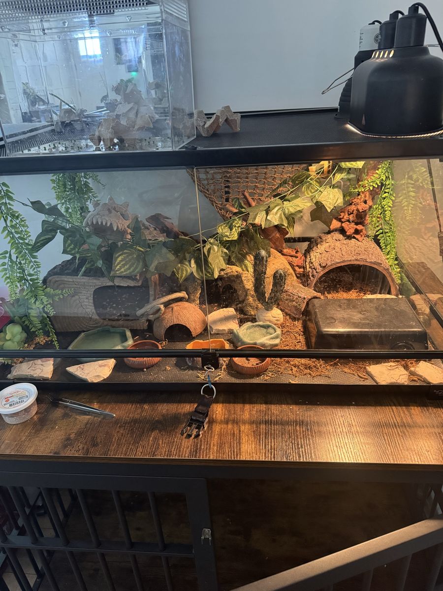 Two Female Leopard Geckos + Complete Setup Everything Included! 