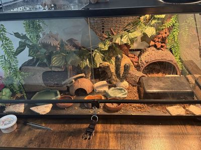 Two Female Leopard Geckos + Complete Setup Everything Included!