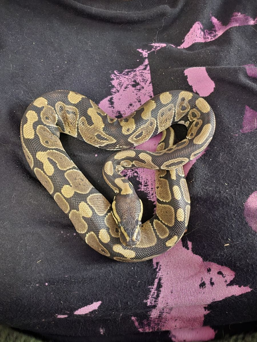 Ball Pythons