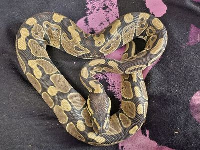 Ball Pythons