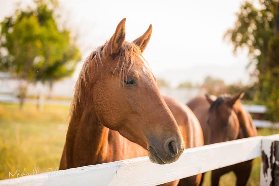 Incredible Brave Endurance Mare