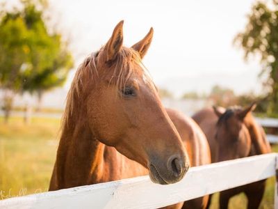Incredible Brave Endurance Mare