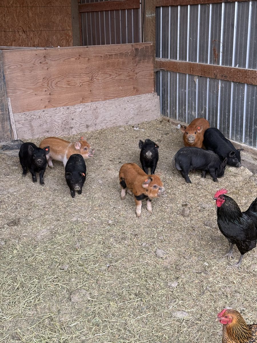 Feeders- Idaho Pasture Pigs