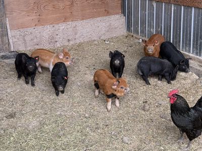 Feeders- Idaho Pasture Pigs