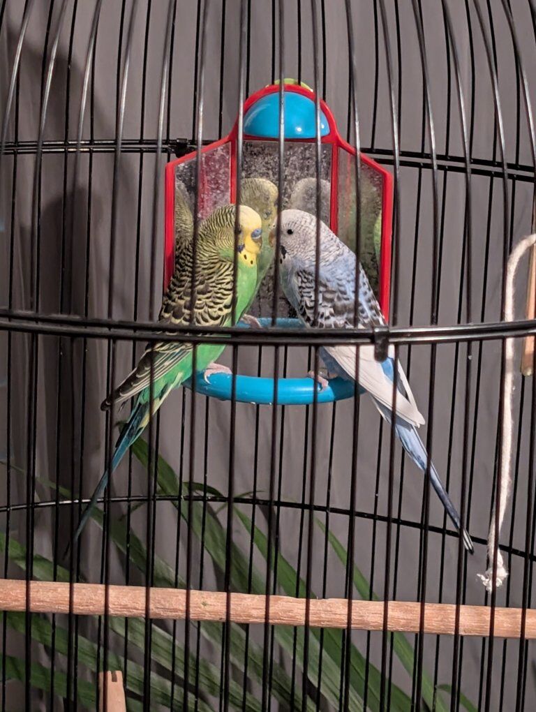 Two Parakeets and cage