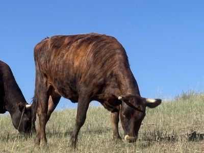 Jersey heifer