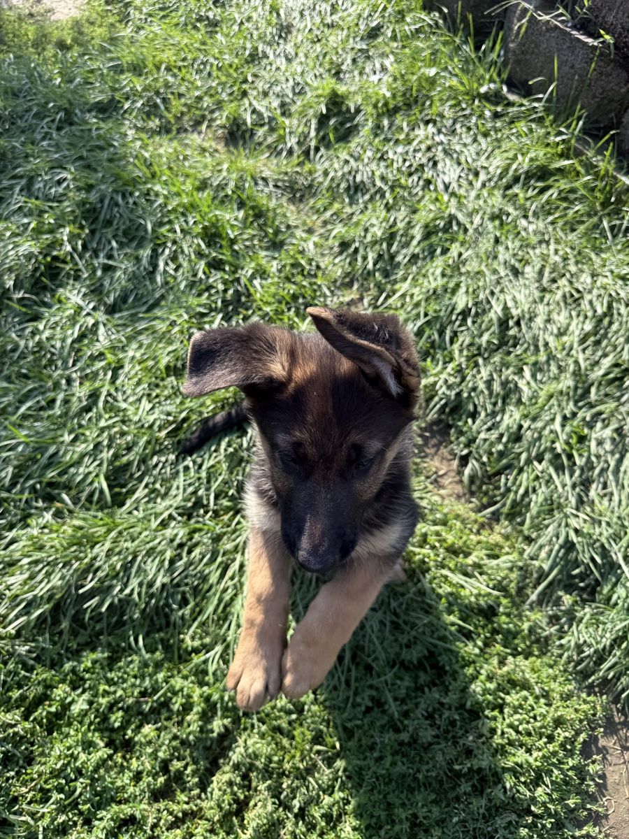 AKC Registered German Shepherd Female Puppy