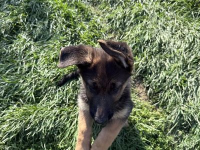 AKC Registered German Shepherd Female Puppy
