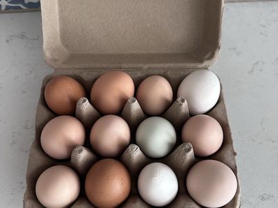 Farm Fresh Eggs