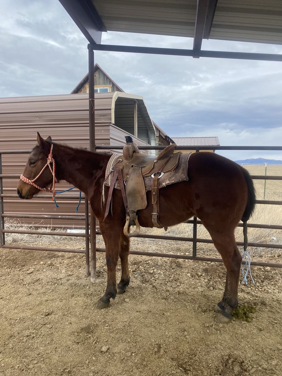 Started 2 year gelding