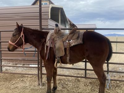 Started 2 year gelding