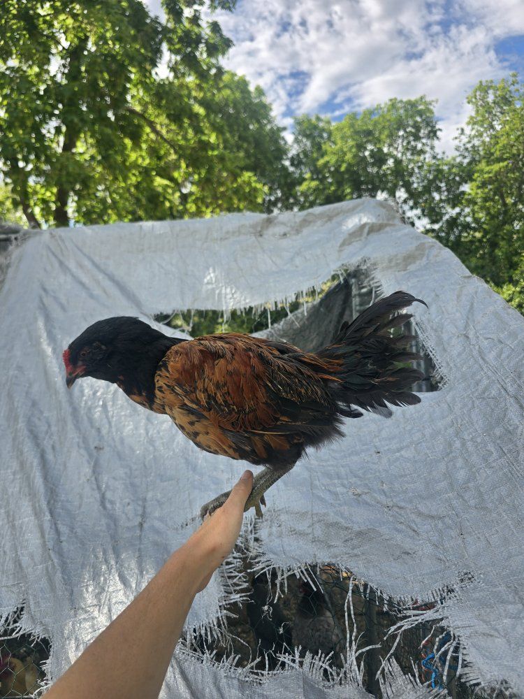 chickens