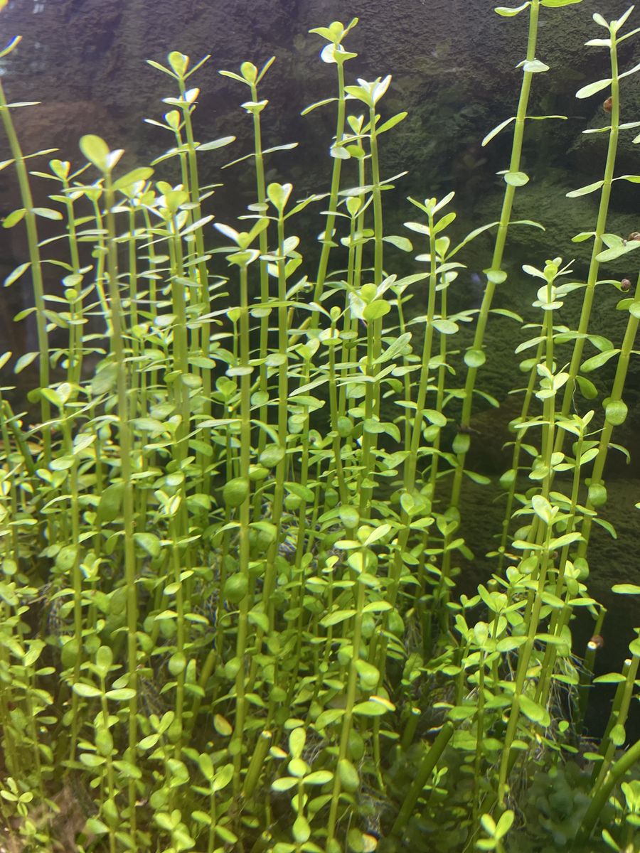 Moneywort or Bacopa Monnieri