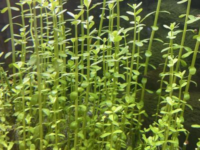 Moneywort or Bacopa Monnieri
