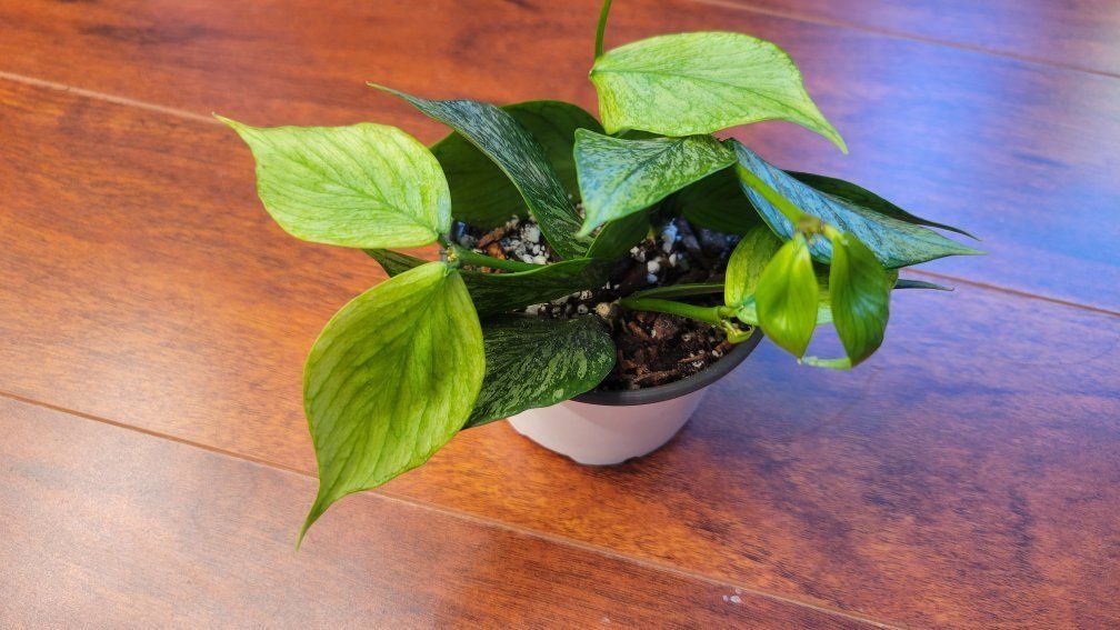 Hoya Silver Broget Polyneura Fishtail Live Houseplant
