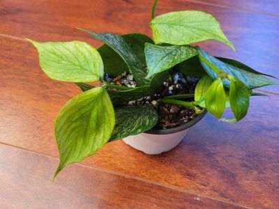 Hoya Silver Broget Polyneura Fishtail Live Houseplant