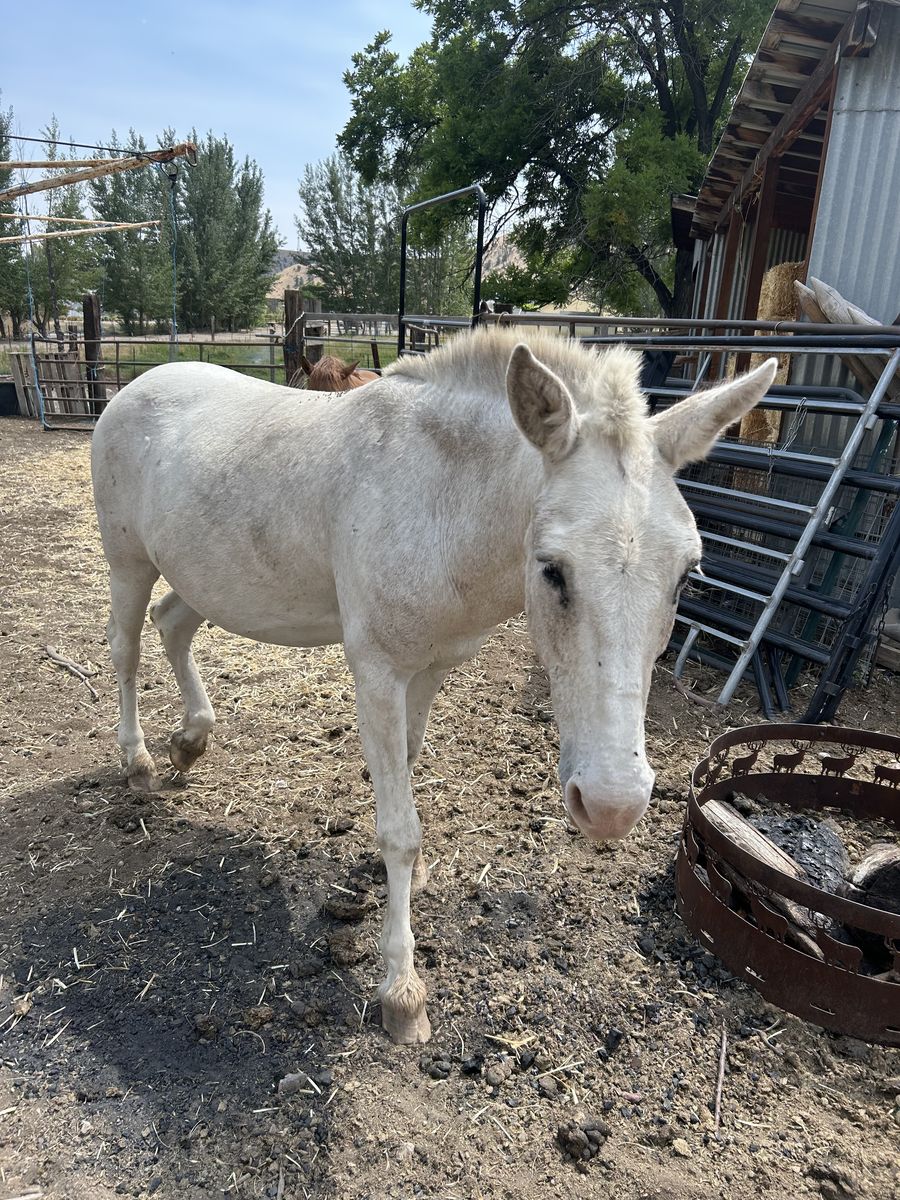 18 year old John mule