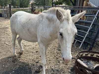18 year old John mule
