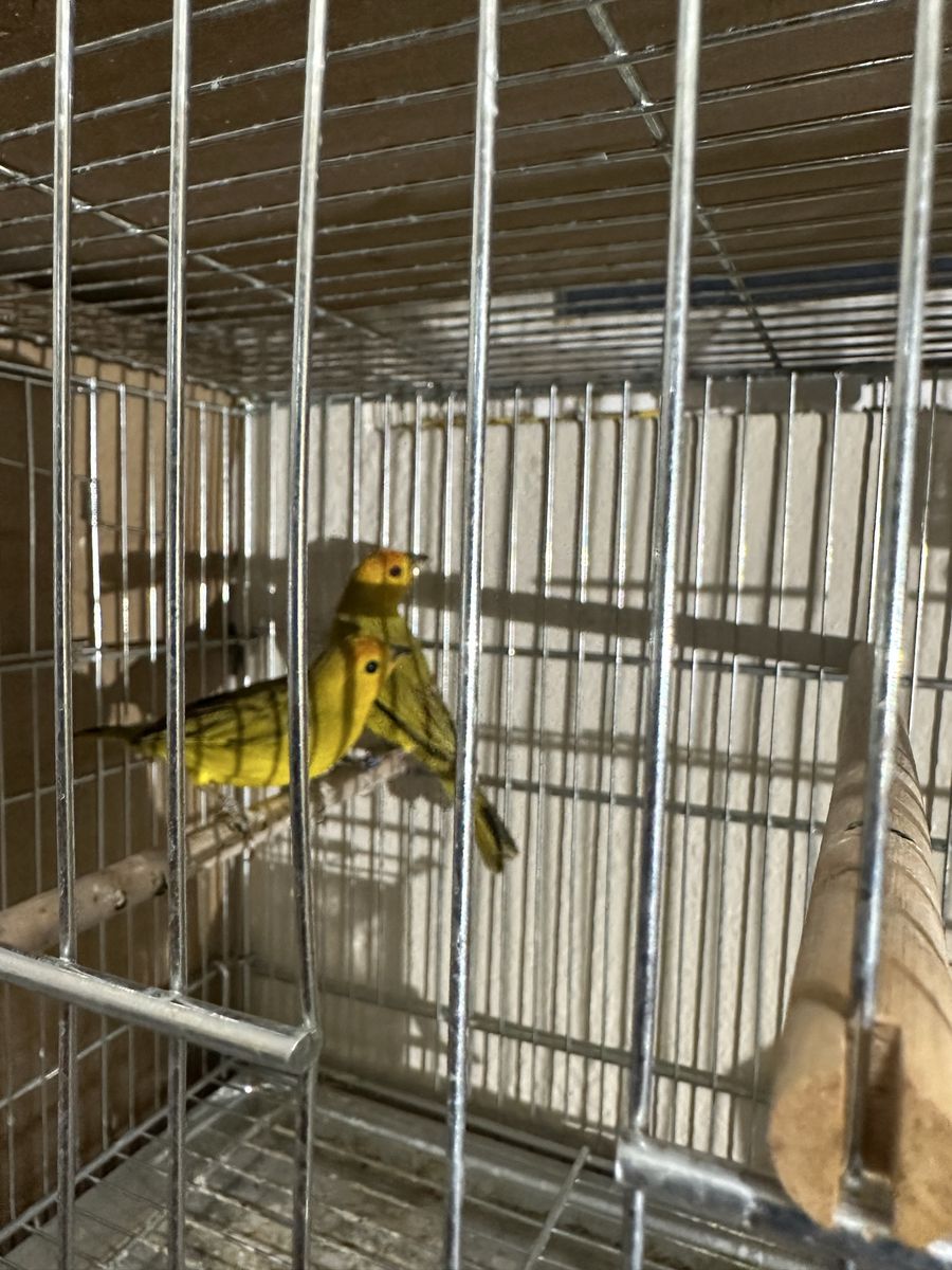 Yellow Canary Birds 