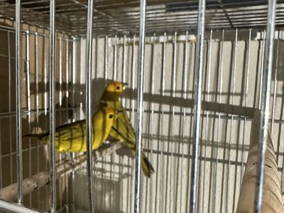 Yellow Canary Birds