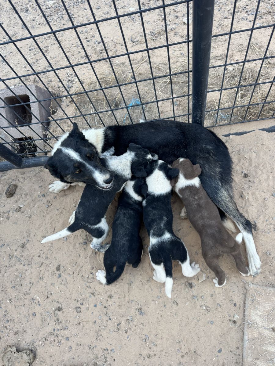 BORDER COLLIE X HEELER PUPS