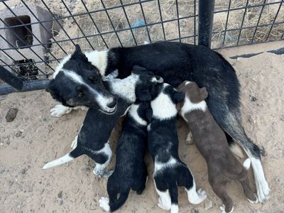 BORDER COLLIE X HEELER PUPS