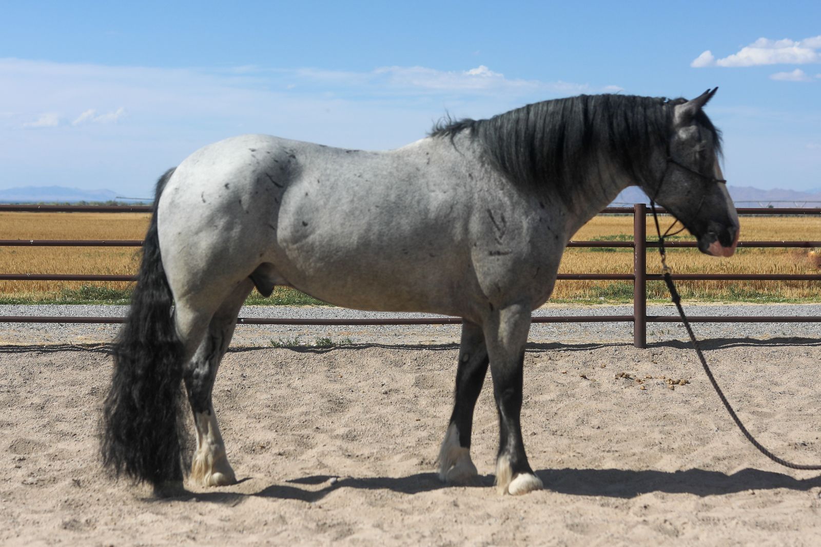 2021 Half Draft Gelding