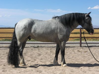 2021 Half Draft Gelding