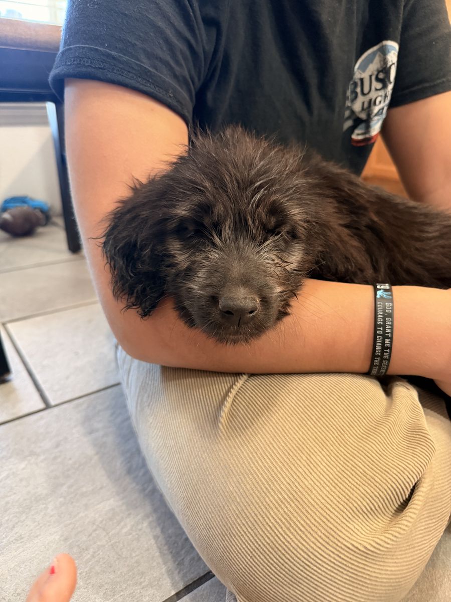 Golden retriever/ sheepadoodle puppies