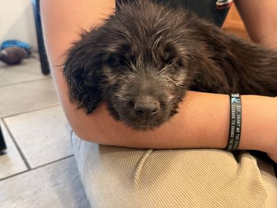 Golden retriever/ sheepadoodle puppies