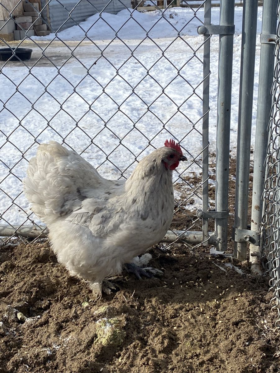 Splash Cochin Hens