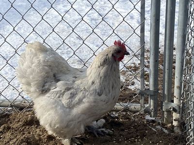 Splash Cochin Hens