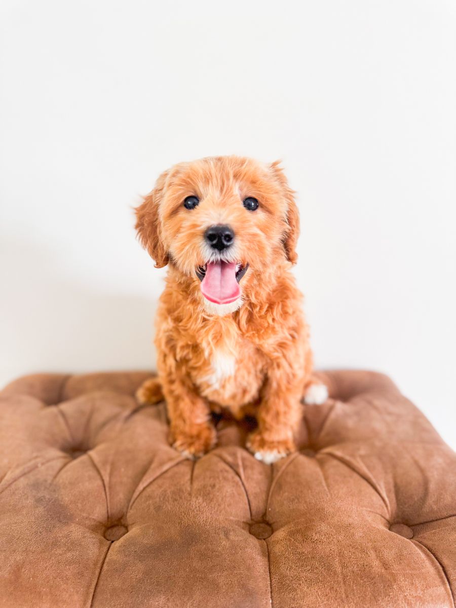 15-18lb Teddy Bear Wavy Hair No Shed Mini Goldendoodle Golden Doodle Retriever x Mini Poodle