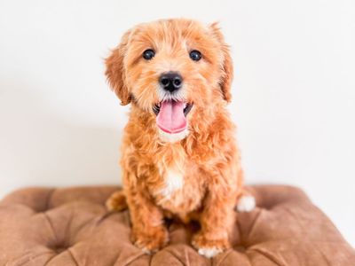15-18lb Teddy Bear Wavy Hair No Shed Mini Goldendoodle Golden Doodle Retriever x Mini Poodle