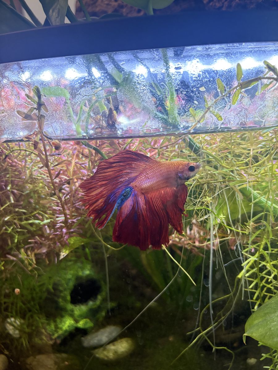 9 Gal Self sufficent Tank + Betta + Pink Ramshorns