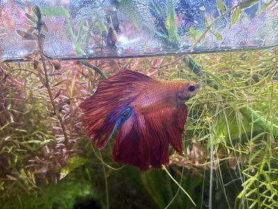 9 Gal Self sufficent Tank + Betta + Pink Ramshorns