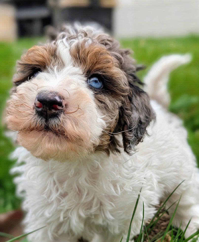 Rare Merle Tri Mini Labradoodle Boy, Family Raised