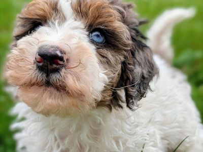 Rare Merle Tri Mini Labradoodle Boy, Family Raised