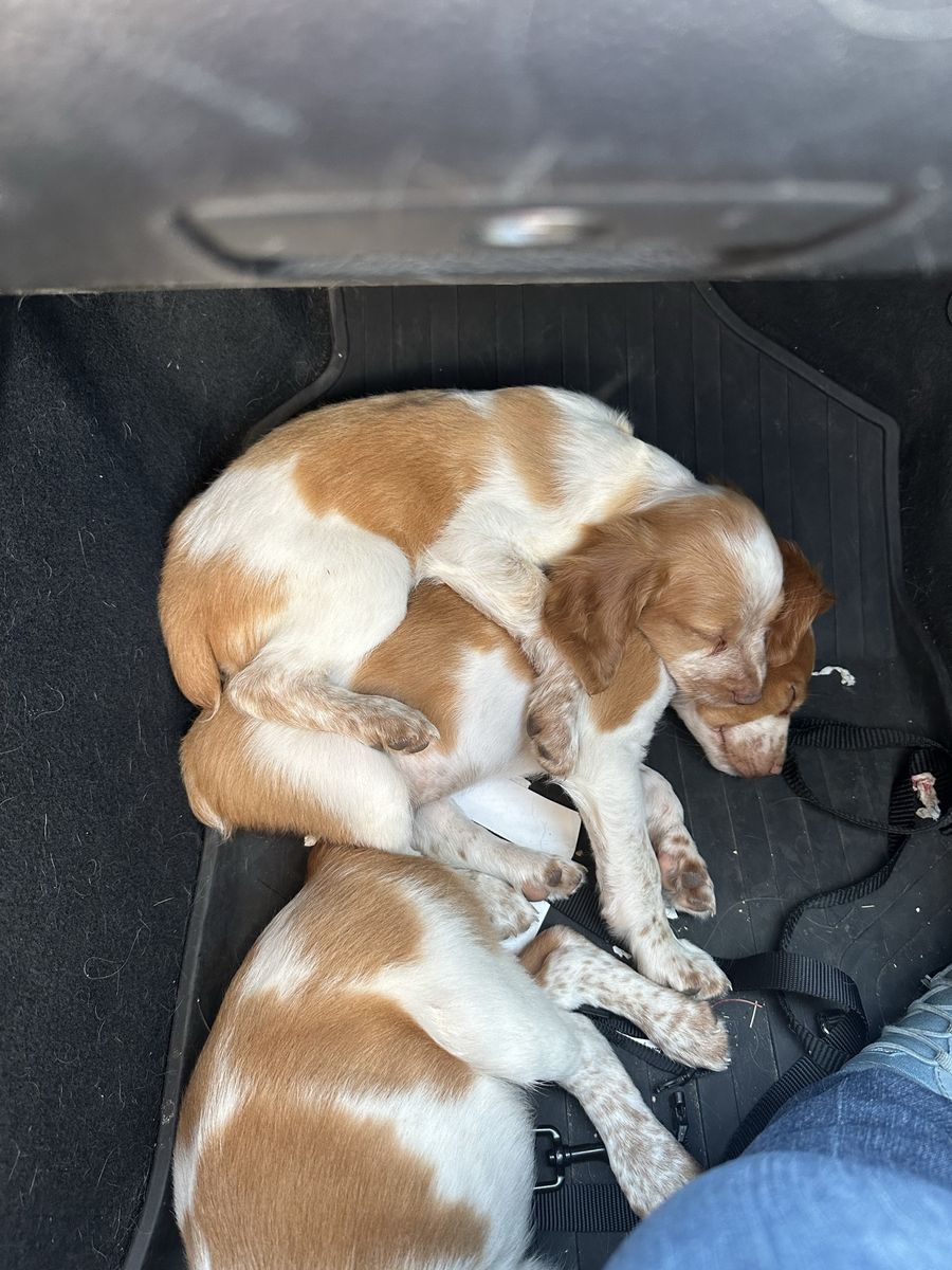 AKC Brittany Puppies