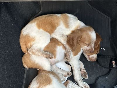 AKC Brittany Puppies