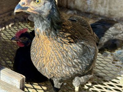 Barnyard Mix Pullets