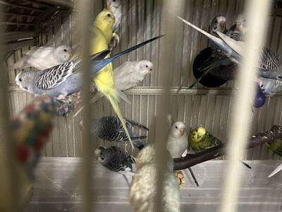 Parakeets/ Periquitos