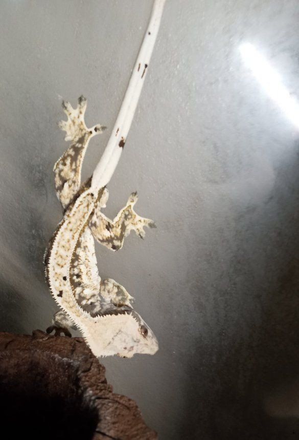 Adult Male Crested Gecko