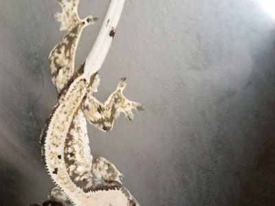 Adult Male Crested Gecko