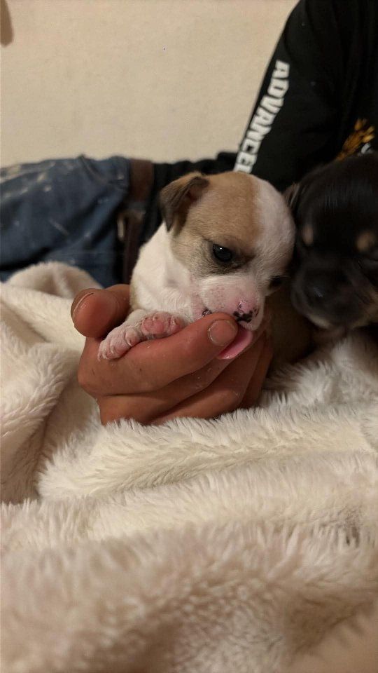 chihuahuas