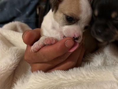 chihuahuas