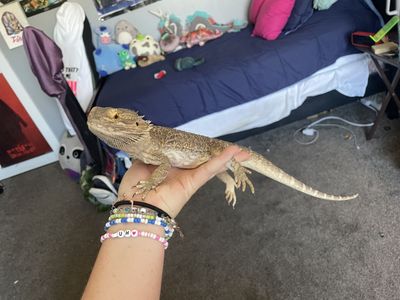 Bearded Dragon with cage & supplies
